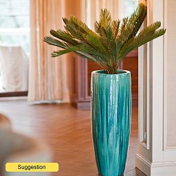 Sago Palm Cycas revoluta