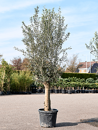 Showy Olive Olea europaea