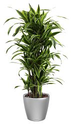 Dracaena Fragrans Lemon Lime in LECHUZA CLASSICO LS Self-watering Planter, Total Height 140 cm