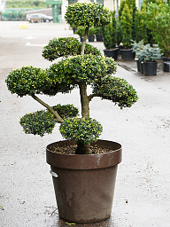 Cute Japanese Holly Ilex crenata 'Kinme' Outdoor Plants