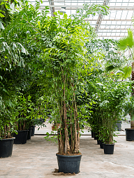Lush Fishtail Palm Caryota mitis (650-725) Indoor House Plants