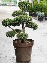Cute Japanese Holly Ilex crenata 'Kinme' Outdoor Plants