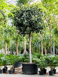 Lush Fig Tree Ficus rubiginosa 'Australis' Tall Indoor House Plants Trees