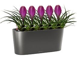 Blooming Tillandsia in LECHUZA DELTA Self-watering Planter, Total Height 40 cm