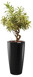 Dracaena Reflexa Song of India in LECHUZA RONDO Self-watering Planter, Total Height 160 cm