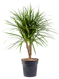 Showy Madagascar Dragon Tree Dracaena marginata Tall Indoor House Plants Trees