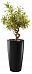 Dracaena Reflexa Song of India in LECHUZA RONDO Self-watering Planter, Total Height 160 cm