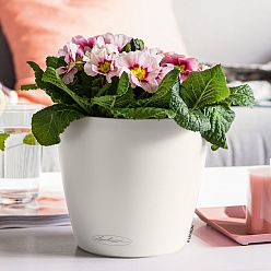 LECHUZA CLASSICO Color Round Poly Resin Self-watering Planter