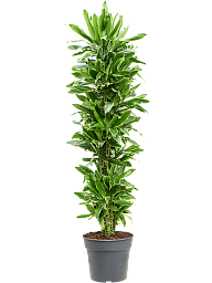 Insta-friendly Corn Plant Dracaena fragrans 'Golden Coast' Tall Indoor House Plants Trees