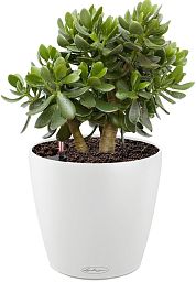 Crassula Ovata in LECHUZA CLASSICO Color Self-watering Planter, Total Height 30 cm