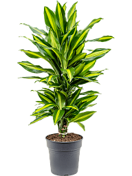 Colorful Corn Plant Dracaena fragrans 'Cintho' Indoor House Plants