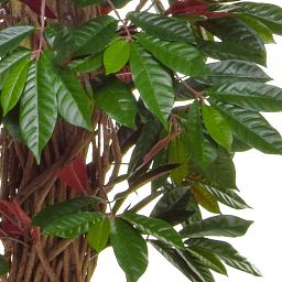 Capensia Deluxe Liana Flame Retardant Artificial Tree Plant