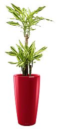 Dracaena Fragrans Mass Coast in LECHUZA RONDO Self-watering Planter, Total Height 140 cm