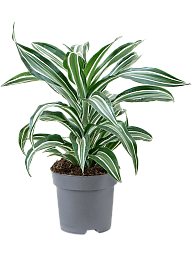 Colorful Corn Plant Dracaena fragrans 'Jade Jewel' Tall Indoor House Plants Trees