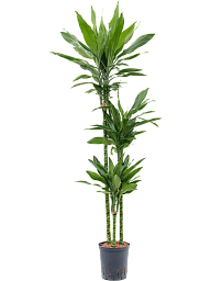 Easy-Care Corn Plant Dracaena fragrans 'Janet Lind' Tall Indoor House Plants Trees