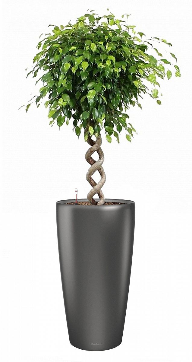 Ficus Benjamina Exotica with Double Spiral Stem in LECHUZA RONDO Self-watering Planter, Total Height