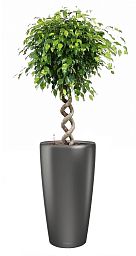 Ficus Benjamina Exotica with Double Spiral Stem in LECHUZA RONDO Self-watering Planter, Total Height