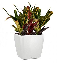 Codiaeum in LECHUZA QUADRO LS Self-watering Planter, Total Height 60 cm