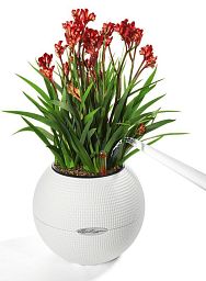LECHUZA PURO Color Round Poly Resin Self-watering Planter