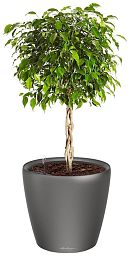 Ficus Benjamina Exotica in LECHUZA CLASSICO LS Self-watering Planter, Total Height 70 cm