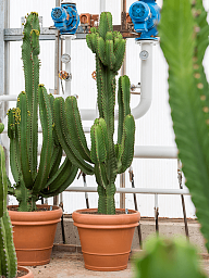 Photogenic Cowboy Cactus Euphorbia ingens (110-150) Indoor House Plants
