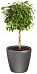 Ficus Benjamina Exotica in LECHUZA CLASSICO LS Self-watering Planter, Total Height 70 cm