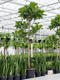 Lush Fiddle Leaf Fig Ficus lyrata Indoor House Plants