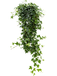 Easy-Care English Ivy Hedera helix 'Pittsburgh' Indoor House Plants