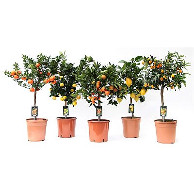 Cheerful Citrus Tree Mix Tall Indoor House Plants Trees