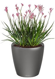 Blooming Anigozanthos (Kangaroo Paw) in LECHUZA CLASSICO LS Self-watering Planter, Total Height 40 c