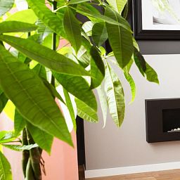 Pachira Aquatica in LECHUZA-PURO Self-watering Planter, Total Height 45 cm