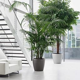 LECHUZA CLASSICO Round Poly Resin Self-watering Planter with Substrate