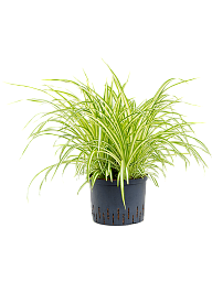 Cheerful Spider Plant Chlorophytum comosum 'Variegatum' Spider Plant Indoor House Plants