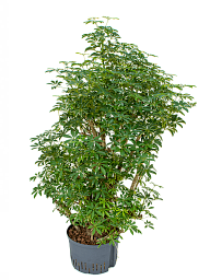 Easy-Care Umbrella Tree Schefflera arboricola 'Luseana' Indoor House Plants