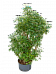 Easy-Care Umbrella Tree Schefflera arboricola 'Luseana' Indoor House Plants