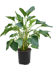 Lush Queen of Hearts Homalomena emerald red Indoor House Plants