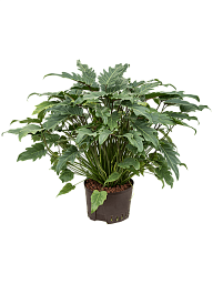 Lush Heart-Leaf Philodendron 'Xanadu' Indoor House Plants