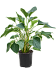 Lush Queen of Hearts Homalomena emerald red Indoor House Plants