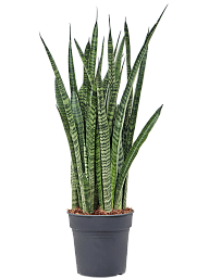 Easy-Care Snake Plant Sansevieria zeylanica 'Narrow' Indoor House Plants