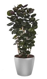 Polyscias Scutellaria in LECHUZA CLASSICO LS 43 Self-watering Planter, Total Height 160 cm