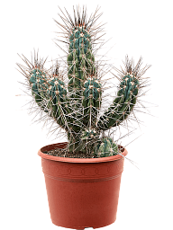 Photogenic Toothpick Cactus Stetsonia coryne Indoor House Plants
