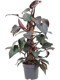 Lush Heart-Leaf Philodendron 'New Red' Indoor House Plants