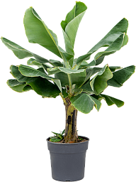 Lush Banana Plant Musa 'Dwarf Cavendish' Tall Indoor House Plants Trees
