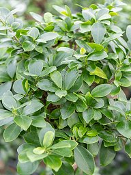 Lush Curtain Fig Ficus microcarpa 'Compacta' Tall Indoor House Plants Trees