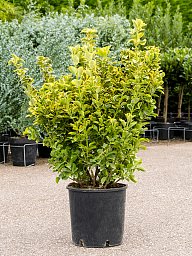 Showy Spindletree Euonymus japonicus 'Aurea'