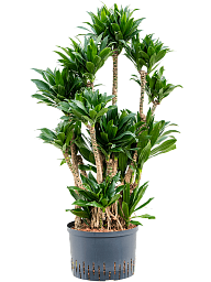 Easy-Care Corn Plant Dracaena fragrans 'Compacta' Indoor House Plants