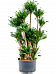 Easy-Care Corn Plant Dracaena fragrans 'Compacta' Indoor House Plants