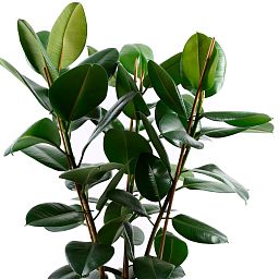 Lush Rubber Plant Ficus elastica 'Robusta' Indoor House Plants