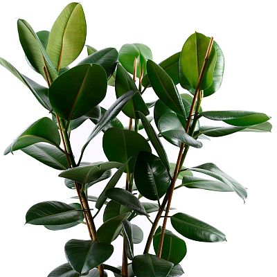 Lush Rubber Plant Ficus elastica 'Robusta' Indoor House Plants
