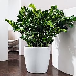 LECHUZA CLASSICO LS Round Poly Resin Self-watering Planter